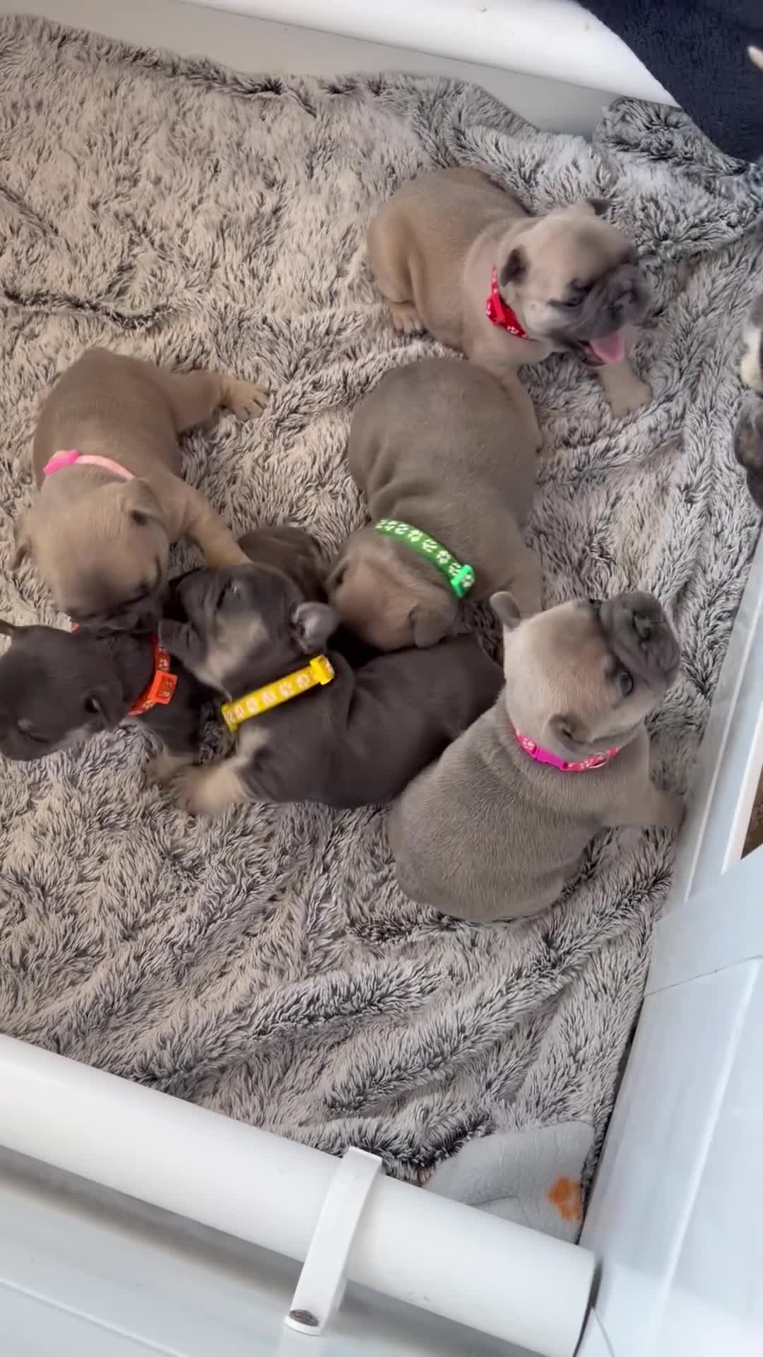 French Bulldog dogs for sale: French Bulldog Puppys - Video 4