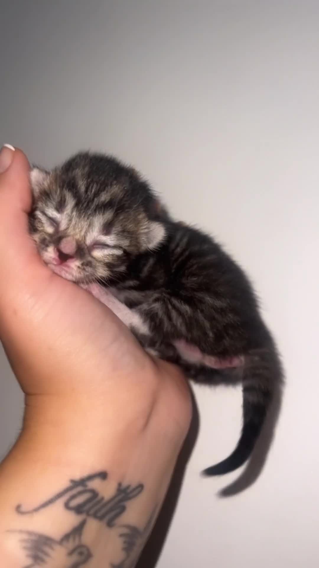 Bengal cats for sale: Bengal/Tabby - Video 2
