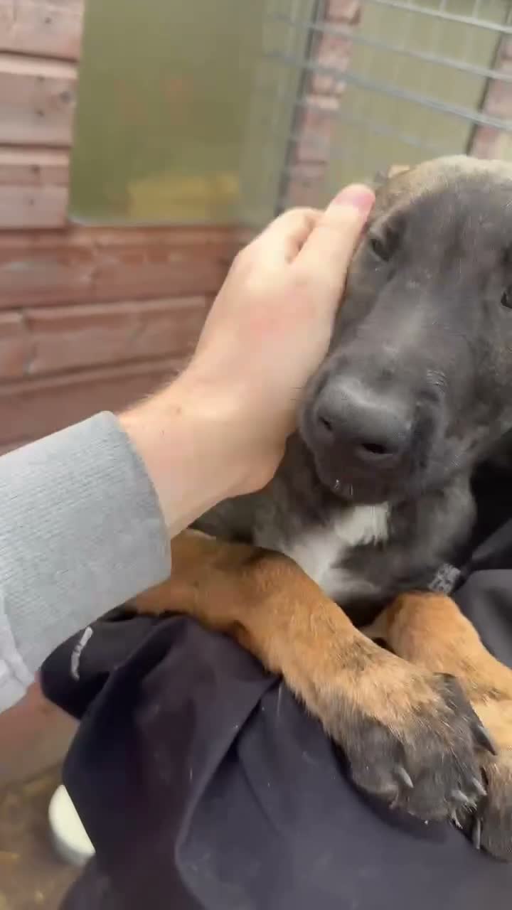 Belgian Shepherd Dog dogs for sale: Belgian malanois pups in Liverpool - Video 4