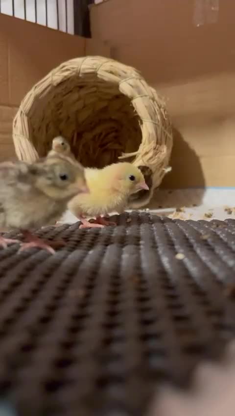 Quail poultry for sale: Chinese painted quails - Video 1