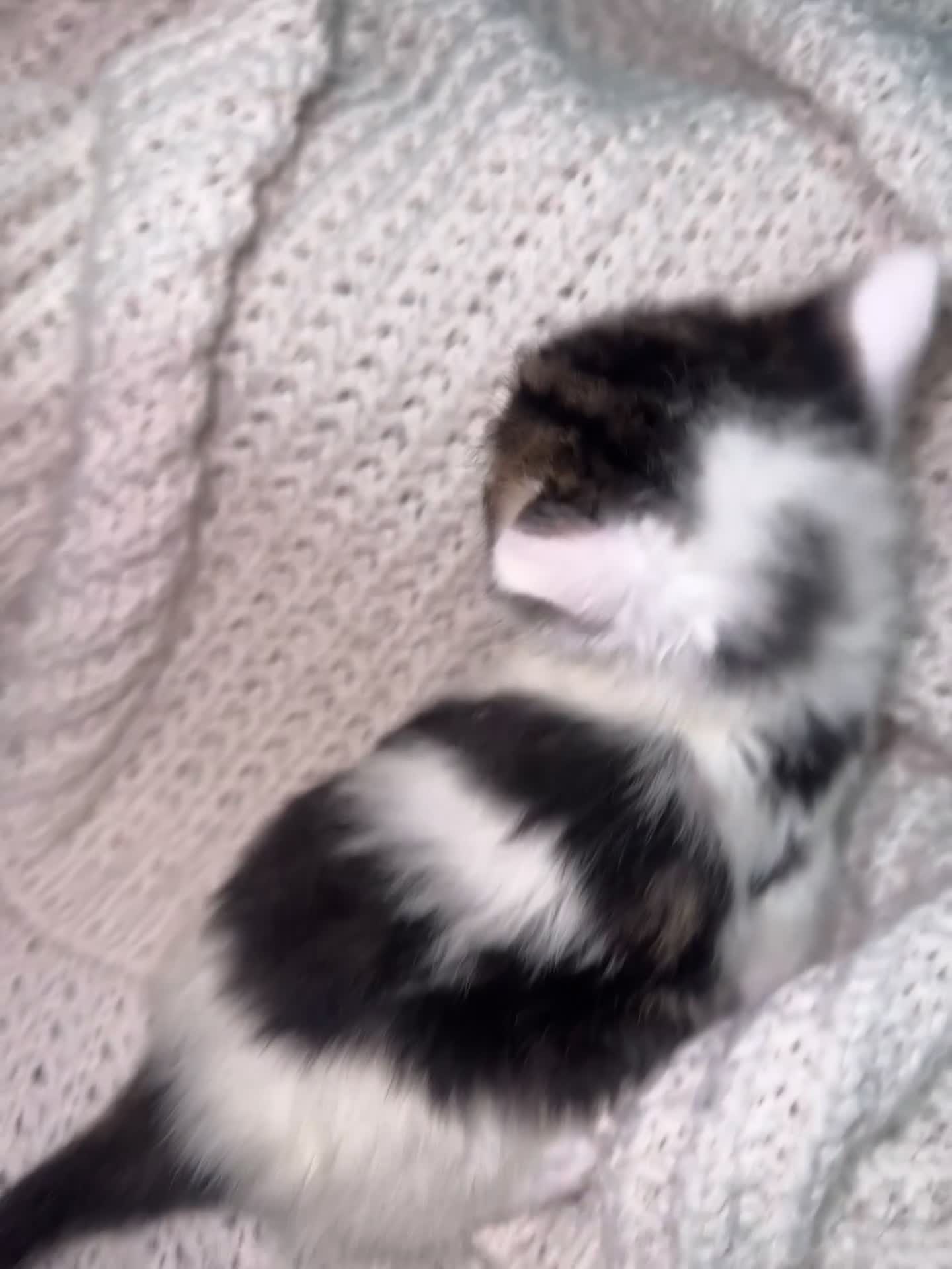 American Shorthair cats for sale: Cuddly Cute Kalic Kittens🐾 - Video 2