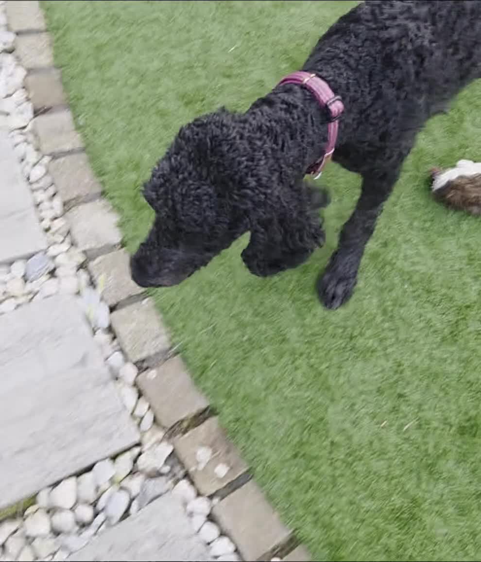 Labradoodle dogs for sale: ONLY 2 GIRLS LEFT- HOME RAISED LABRADOODLE READY  - Video 2