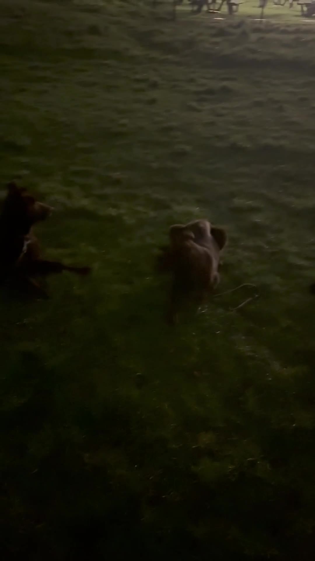 German Shepherd dogs for sale: Liver & Tan German Shepherd Young, Male, Trained  - Video 1