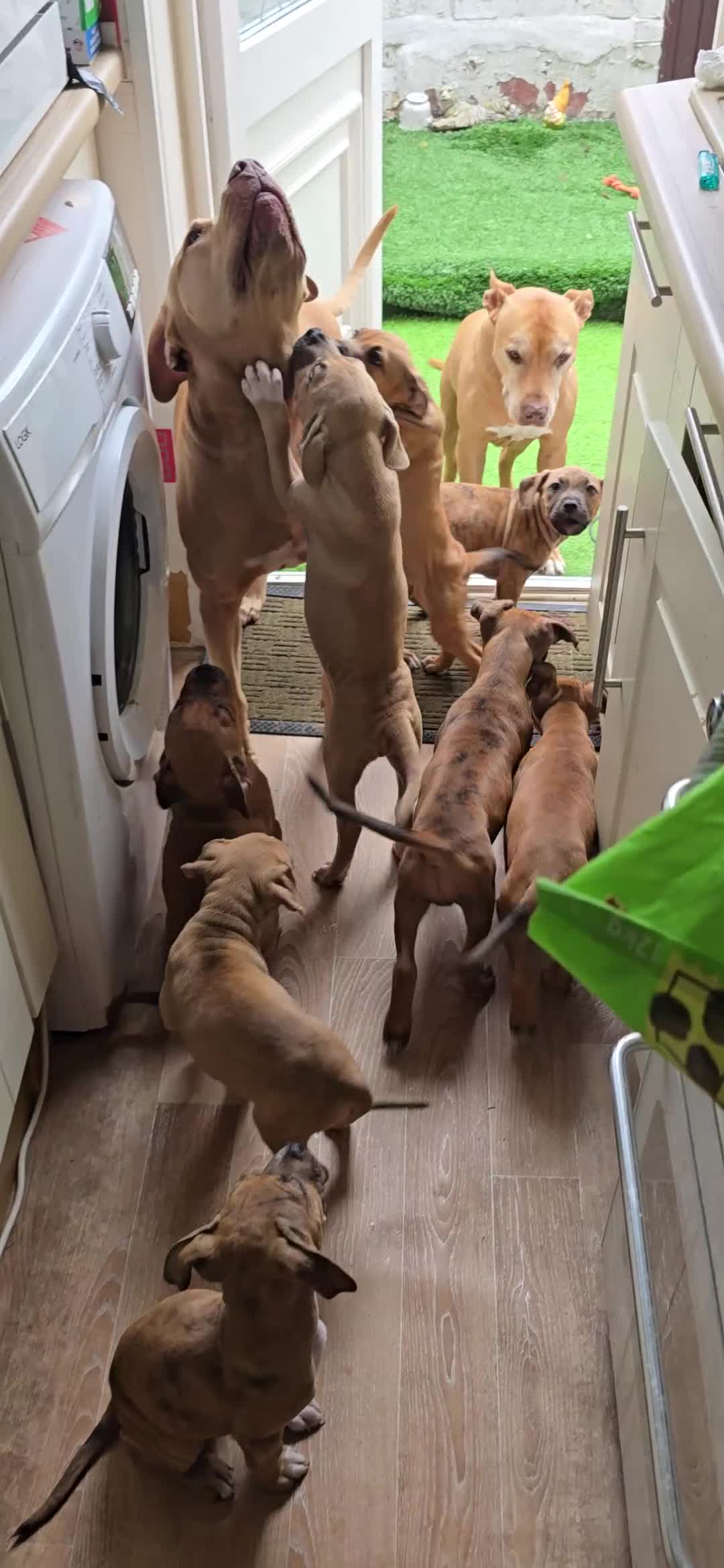 Mixed Breed dogs for sale: 💎 Stunning Brindle Bully Pups – Rare, Ready Now! - Video 1