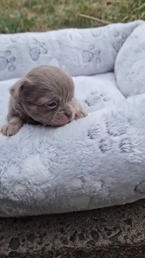 Chihuahua dogs for sale: Tiny KC Reg Lilac chi pups parents DNA Clear  - Video 4