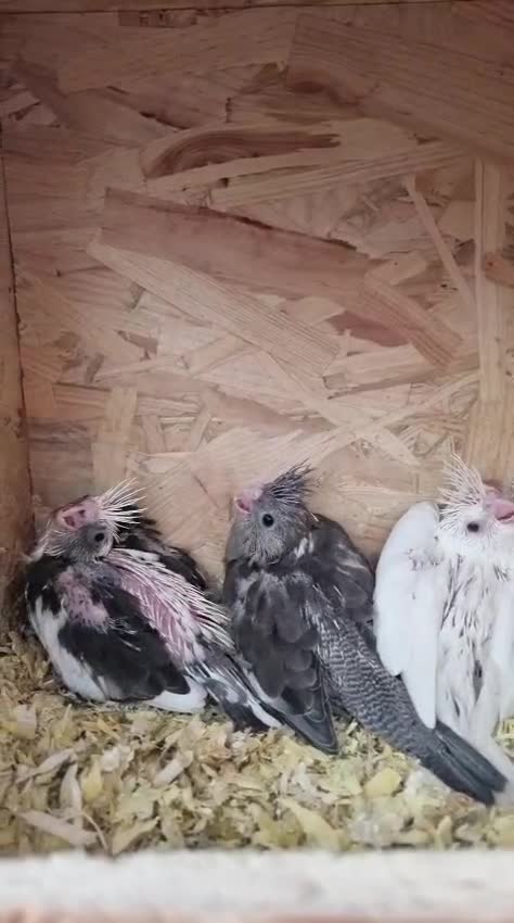 Cockatiels birds for sale: Baby Cockatiel Grey/White 🕊️🕊️ - Video 1