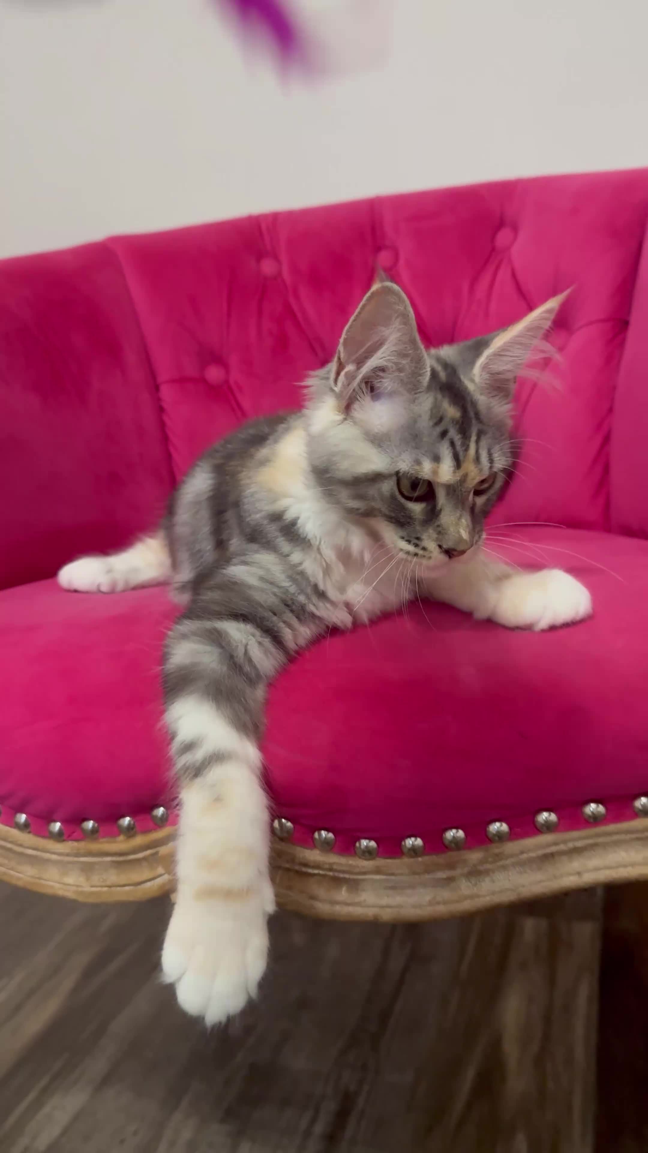 Maine Coon cats for sale: MaineCoon Kitten 🏆 20+Gen 🧬 Outstadning Pedigree - Video 2