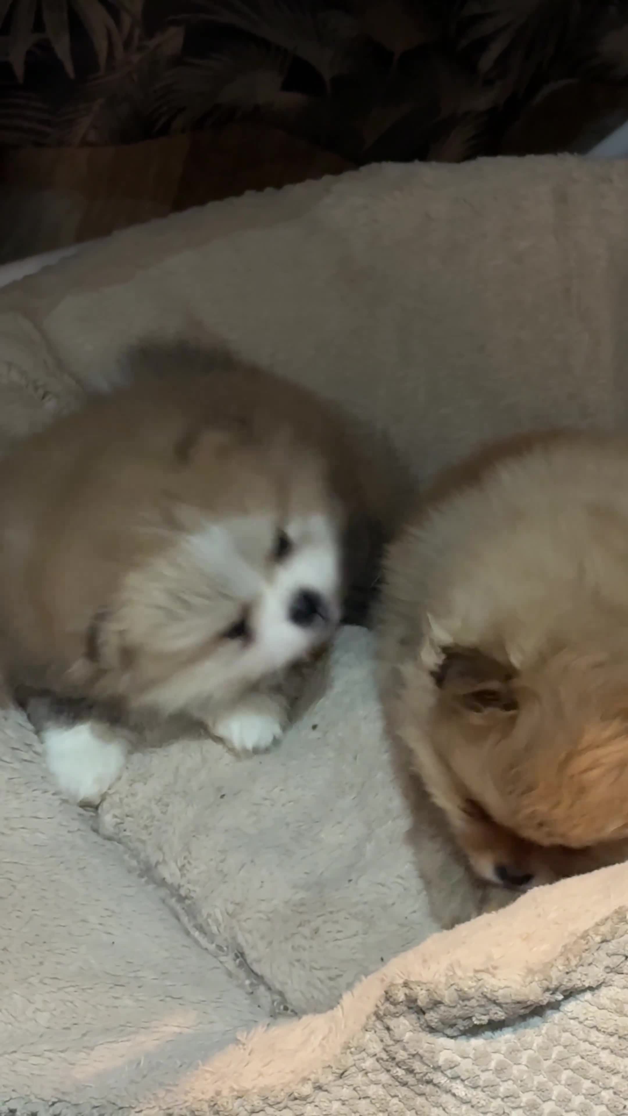 Pomeranian dogs for sale: KC Registered Pure Pomeranian,Teddy Bear Type in Livingston - Video 2