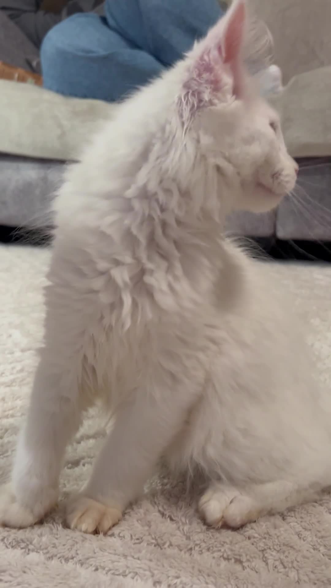 Maine Coon cats for sale: Maine coon kittens looking for new homes - Video 5