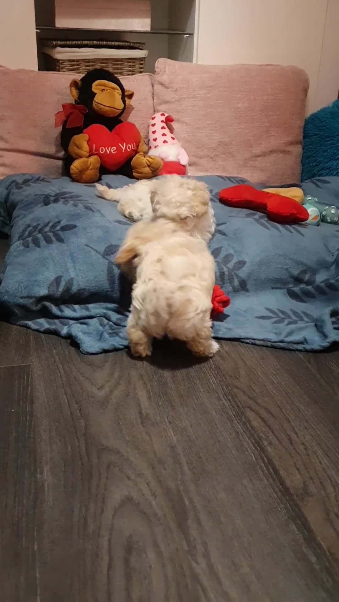 Maltipoo dogs for sale: ❤️MALTIPOO PUPPIES❤️ONLY GIRL LEFT❤️ - Video 1