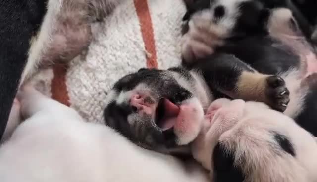 English Bulldog dogs for sale: 🐶❤️ Beautiful Bulldog Pups 7 Weeks Old 🐾🏡 - Video 1