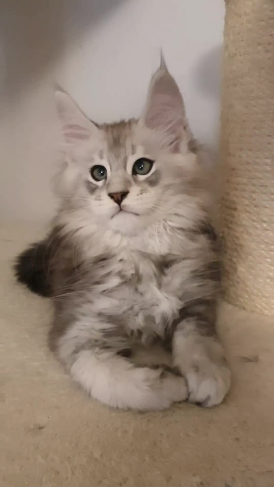 Maine Coon cats for sale: pure maine coon kittens - Video 2