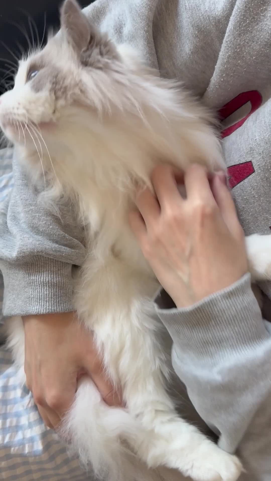 Ragdoll cats for sale: GCCF registered - the Ultimate Cuddler ragdoll - Video 3