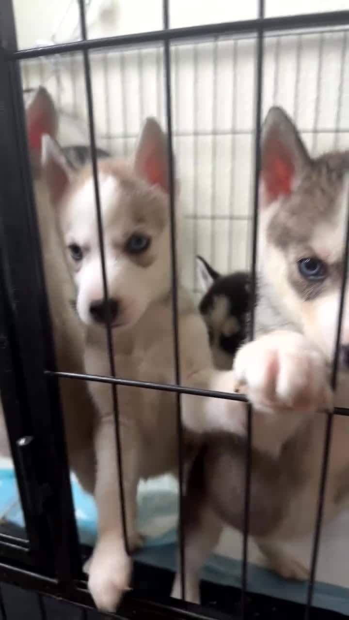 Siberian Husky dogs for sale: Husky puppies for sale  - Video 1