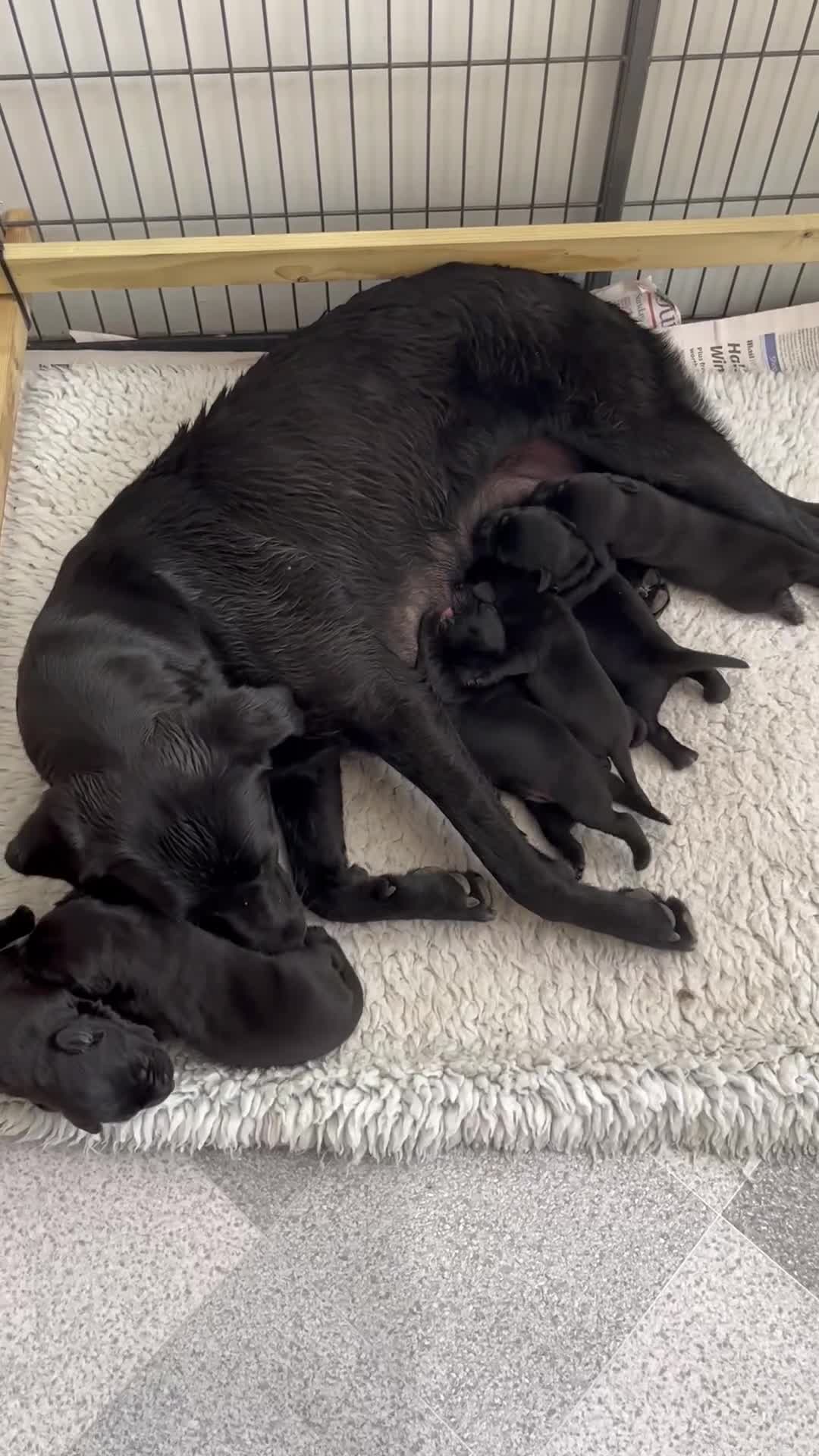Labrador Retriever dogs for sale: Beautiful litter of working line black lab pups  - Video 1