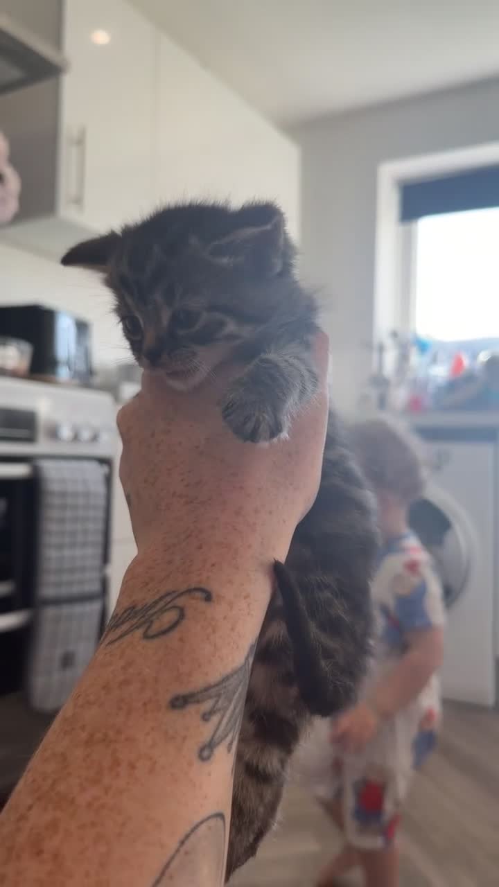 Ragdoll cats for sale: Ragdoll X Maincoon  - Video 1