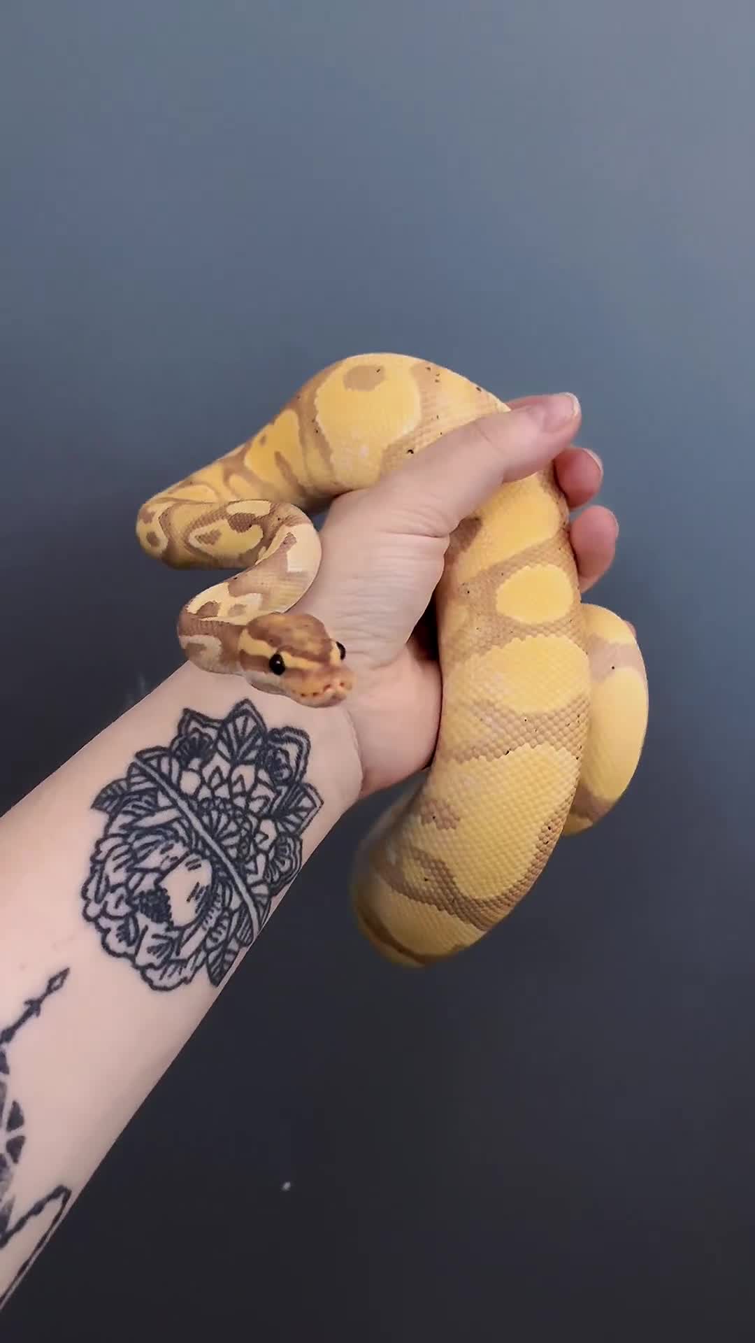 Python Snake reptiles for sale: Coral glow super enchi ghost  - Video 1