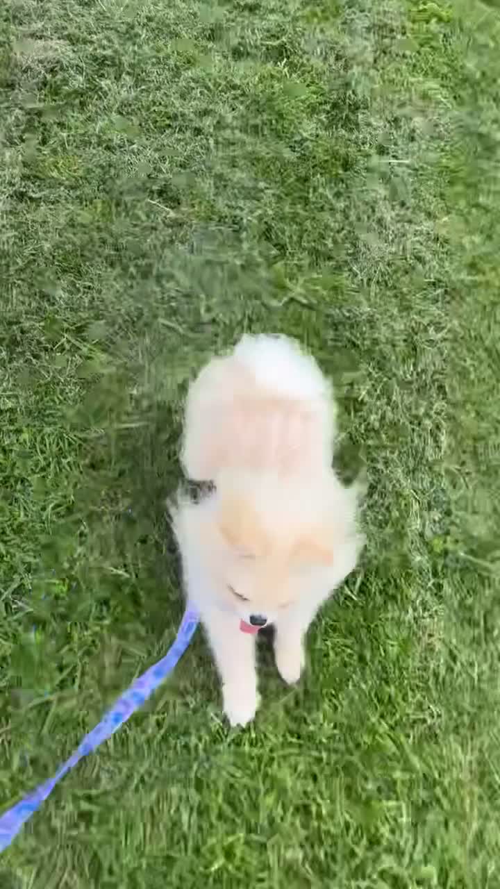Pomeranian dogs for stud: For stud  in Ashbourne - Video 1