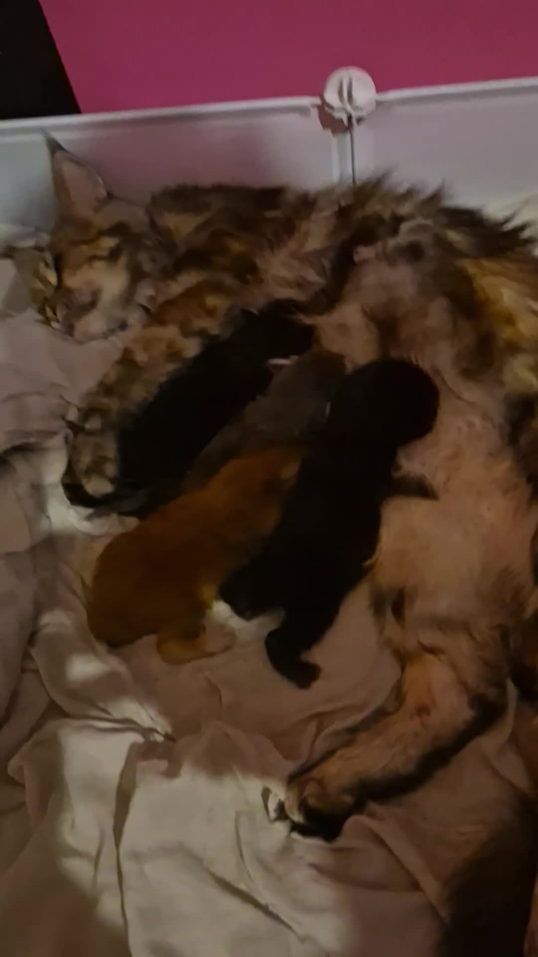 Maine Coon cats for sale: Russian /xxl maine coon - Video 2