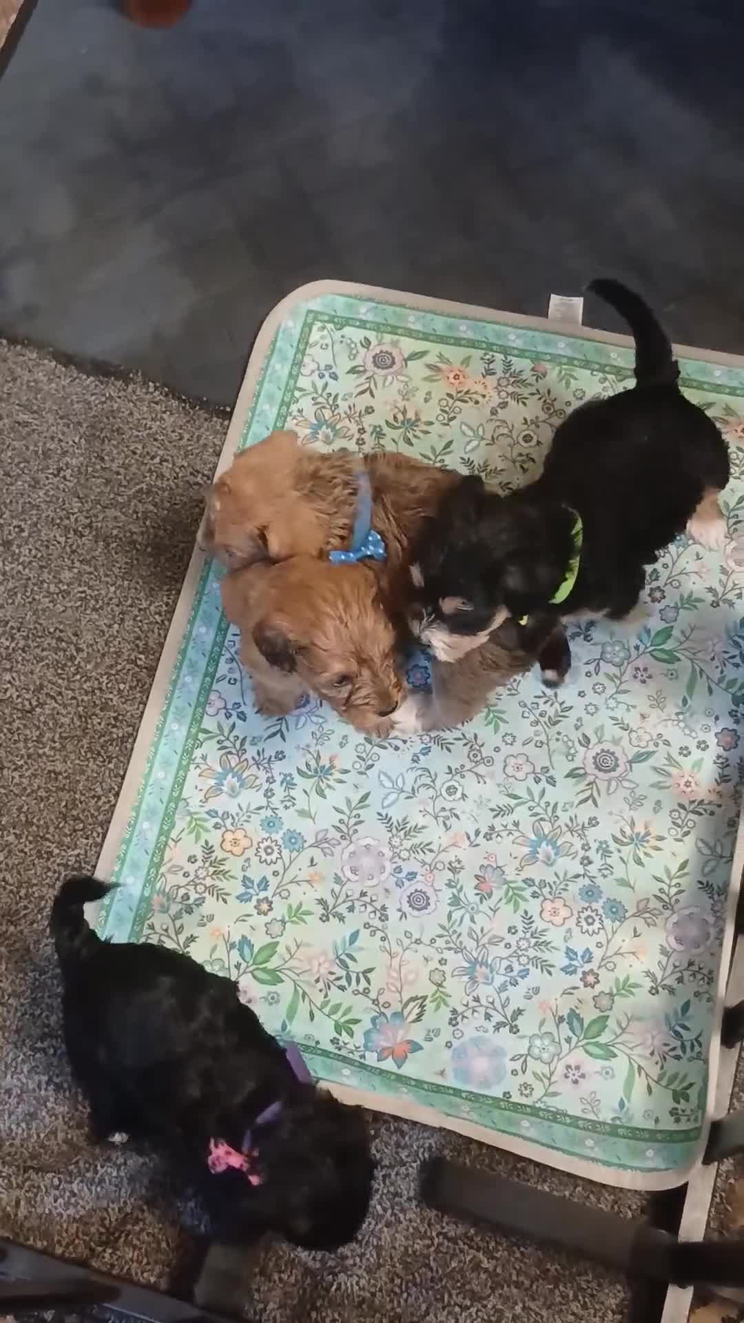 Mixed Breed dogs for sale: King Schnoodle Puppies ( Cavapoo/ Mini Schnauzer) in Brandon - Video 3