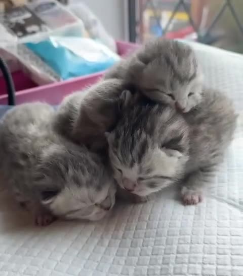 British Shorthair cats for sale: Blue silver tipped beauty's for sale *GCCF* - Video 1