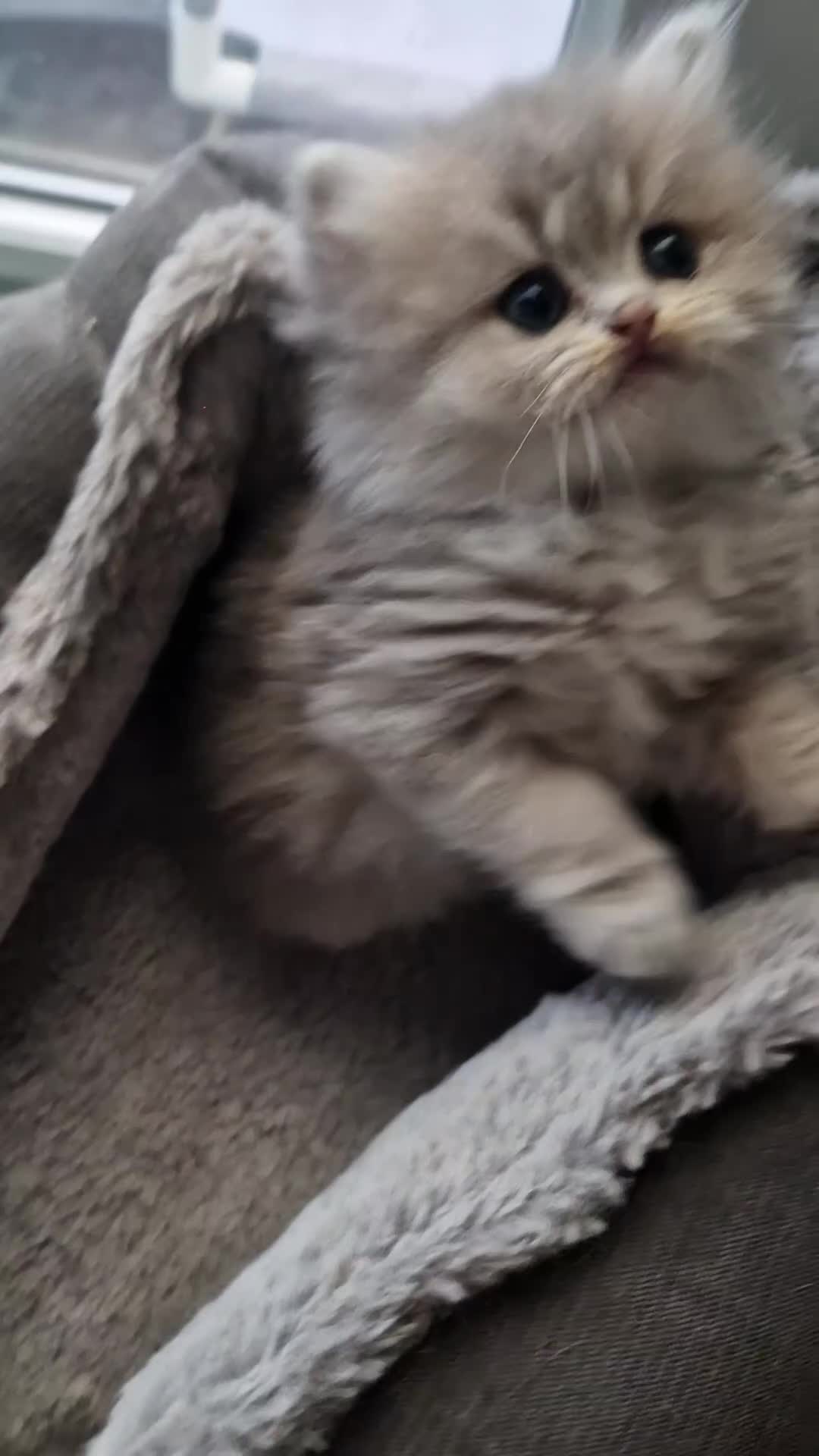 British Shorthair cats for sale: 🌟 Stunning GCCF Registered Kittens🌟 - Video 3