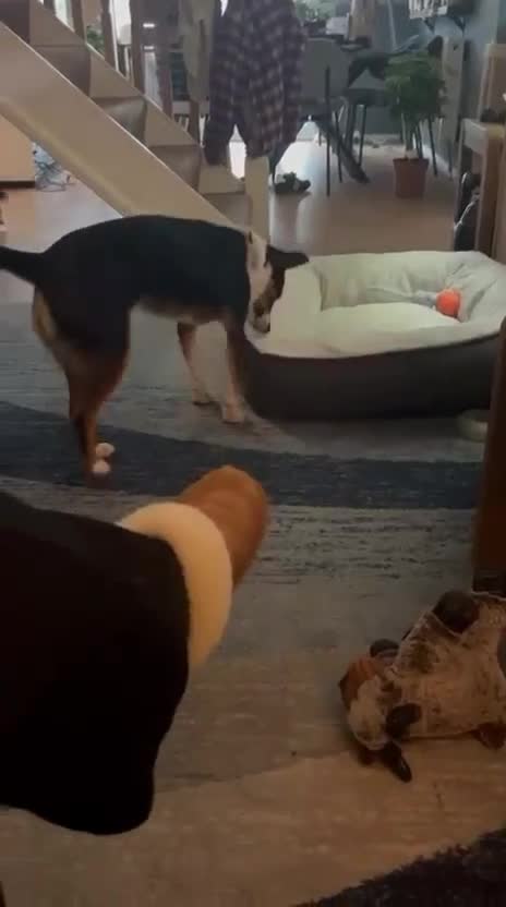 Mixed Breed dogs for adoption: SWEETPEA - A happy and confident girl.  - Video 1