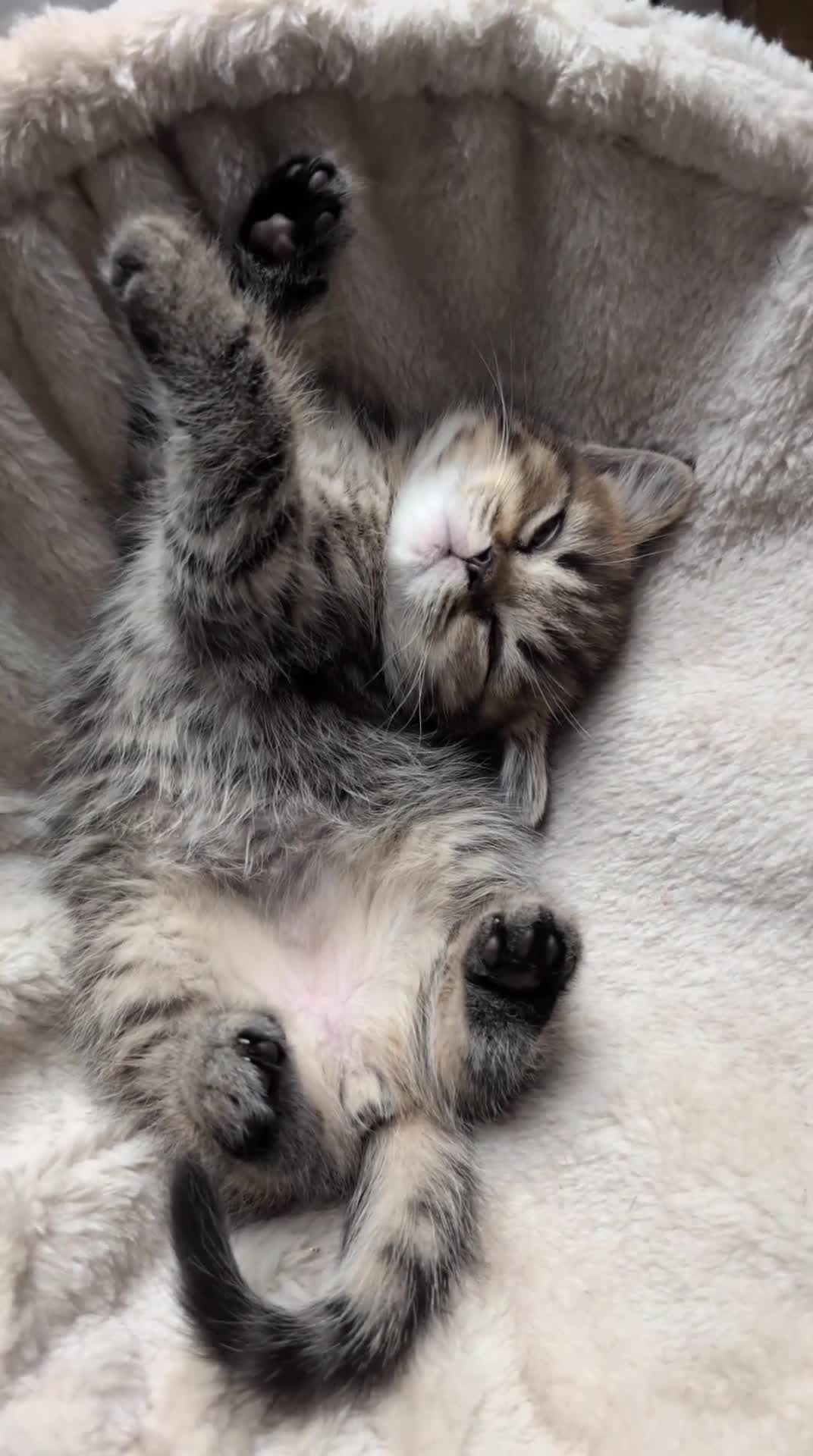 Mixed Breed cats for sale: Persian Chinchilla x British Shorthair kittens in Coventry - Video 1