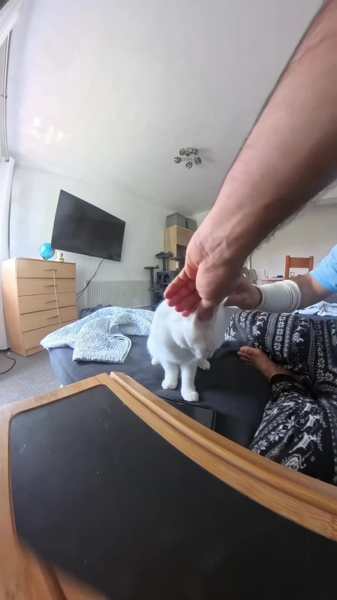 Turkish Angora cats for sale: Bella looking for new home Free  - Video 1