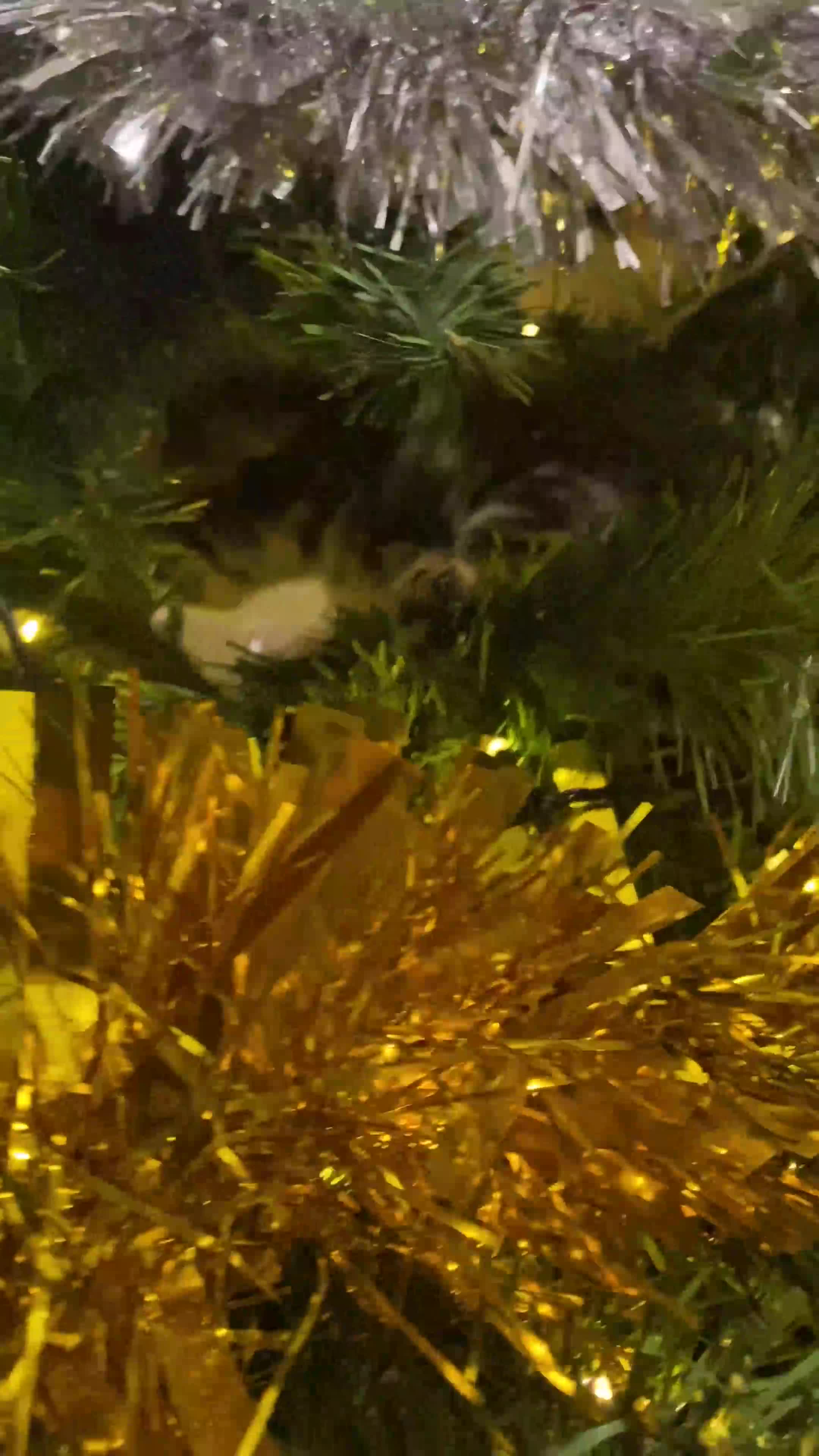 Mixed Breed cats for sale: Beautiful kitten male  - Video 1