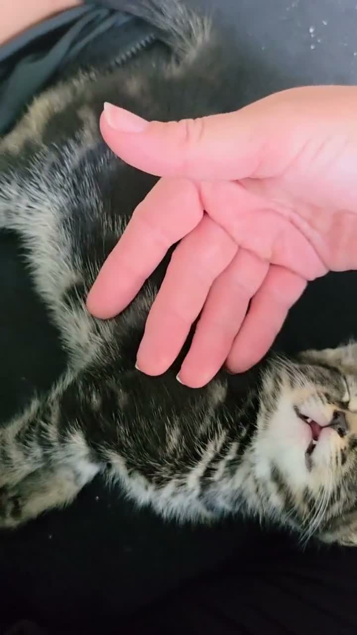 Mixed Breed cats for sale: 3 beautiful babies looking for forever homes - Video 4