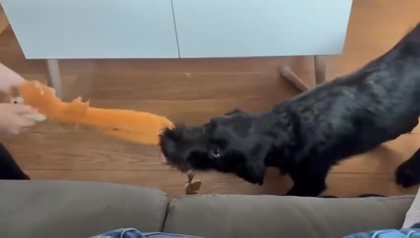 Mixed Breed dogs for adoption: DOLLY - Really Wants a Canine Buddy! - Video 1