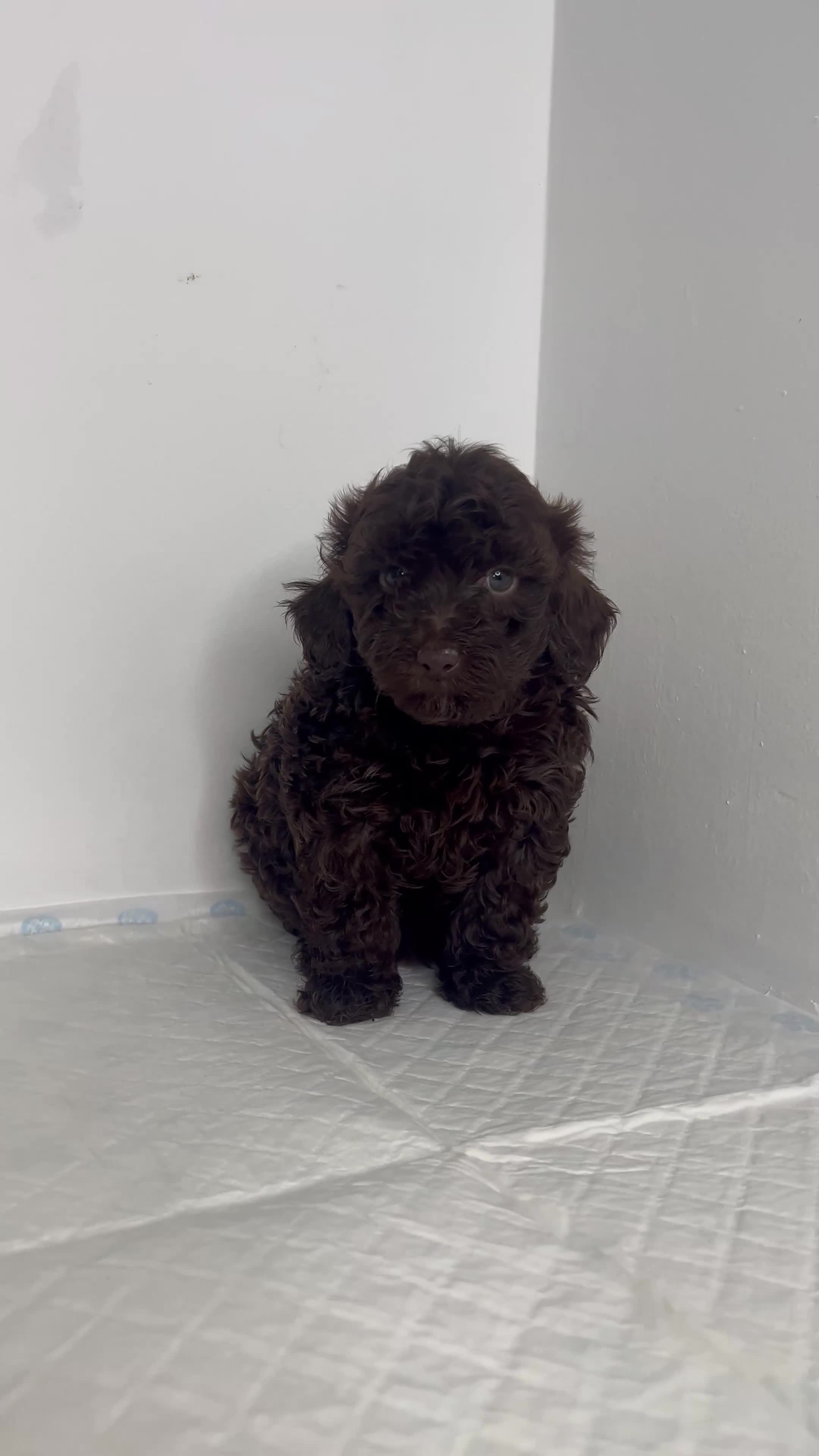 Miniature Poodle dogs for sale: ✨ Beautiful miniature poodles ✨ - Video 2
