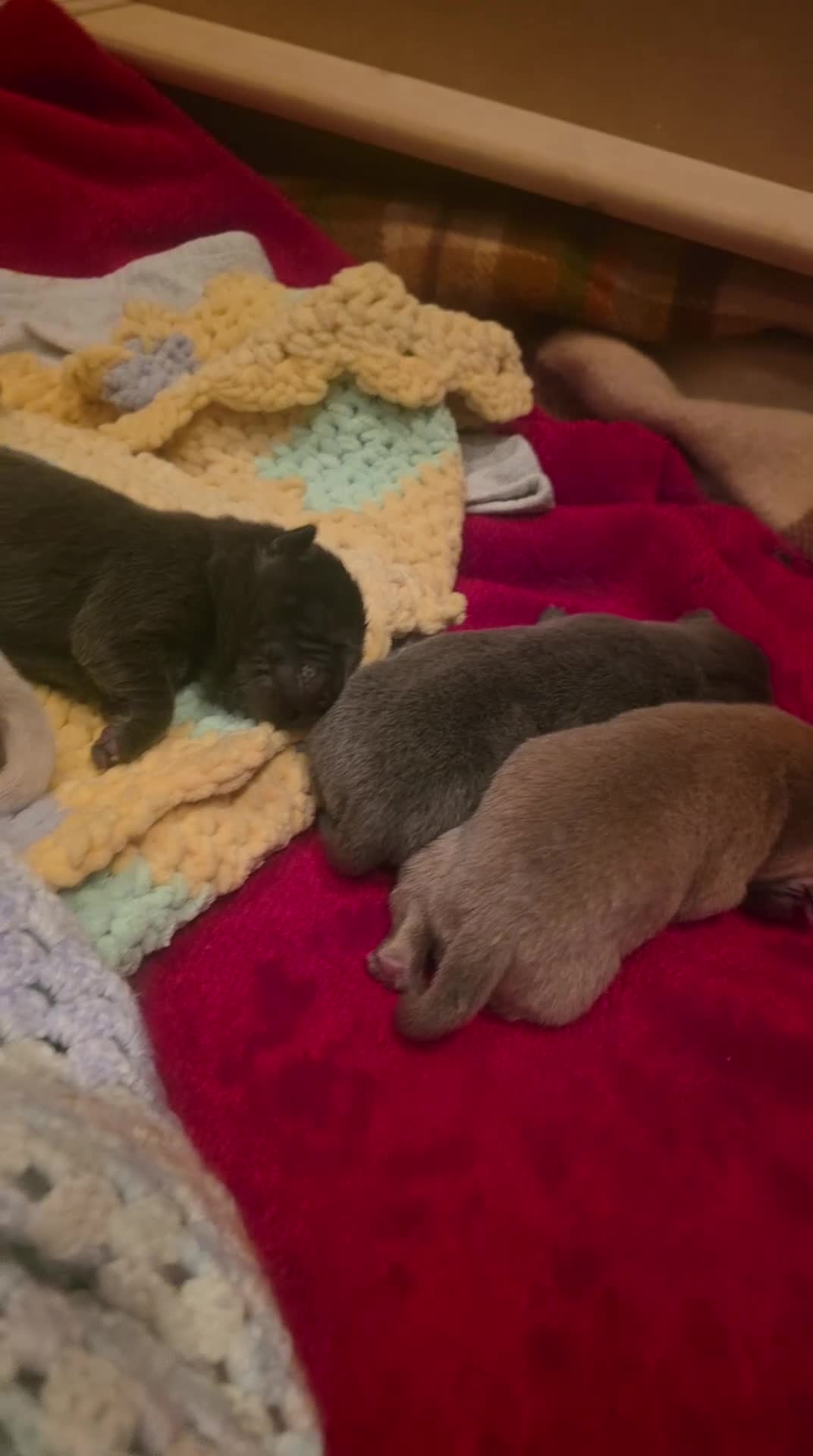 Chow Chow dogs for sale: 7 beautiful chow chow  - Video 2