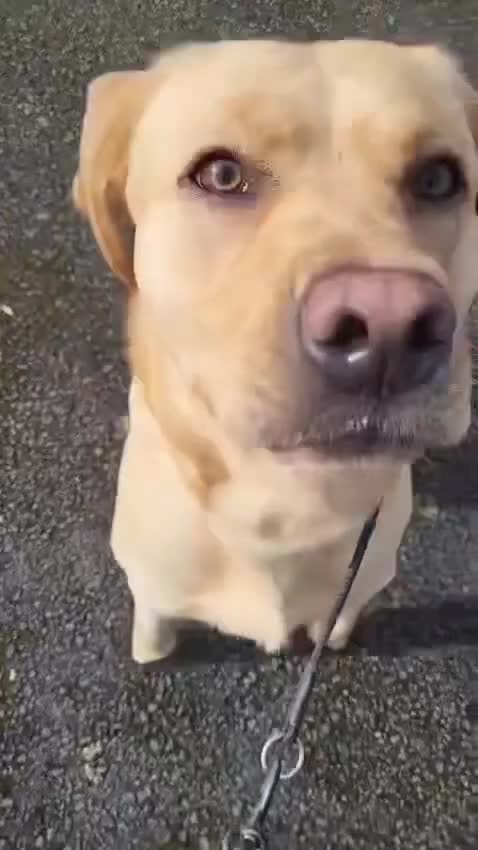 Labrador Retriever dogs for stud: Golden Labrador Stud – 3 Years Old - Video 3