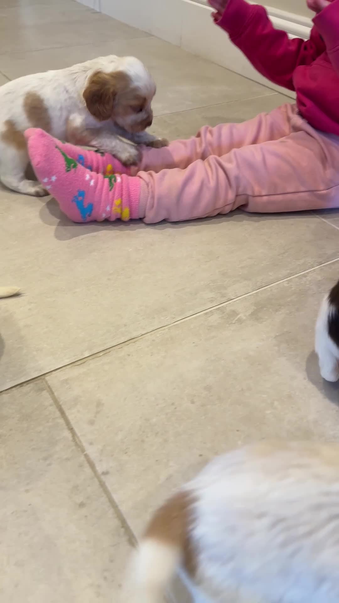 Cocker Spaniel dogs for sale: Gorgeous KC reg, working cocker spaniel pups  - Video 2