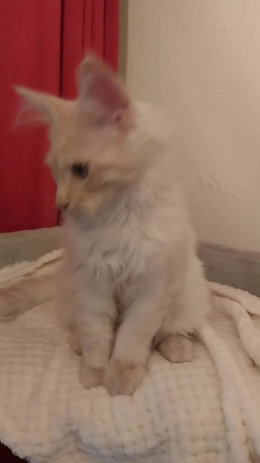 Maine Coon cats for sale: TICA Reg Maine Coon Kittens. Cream Smoke. ACTIVE. - Video 1