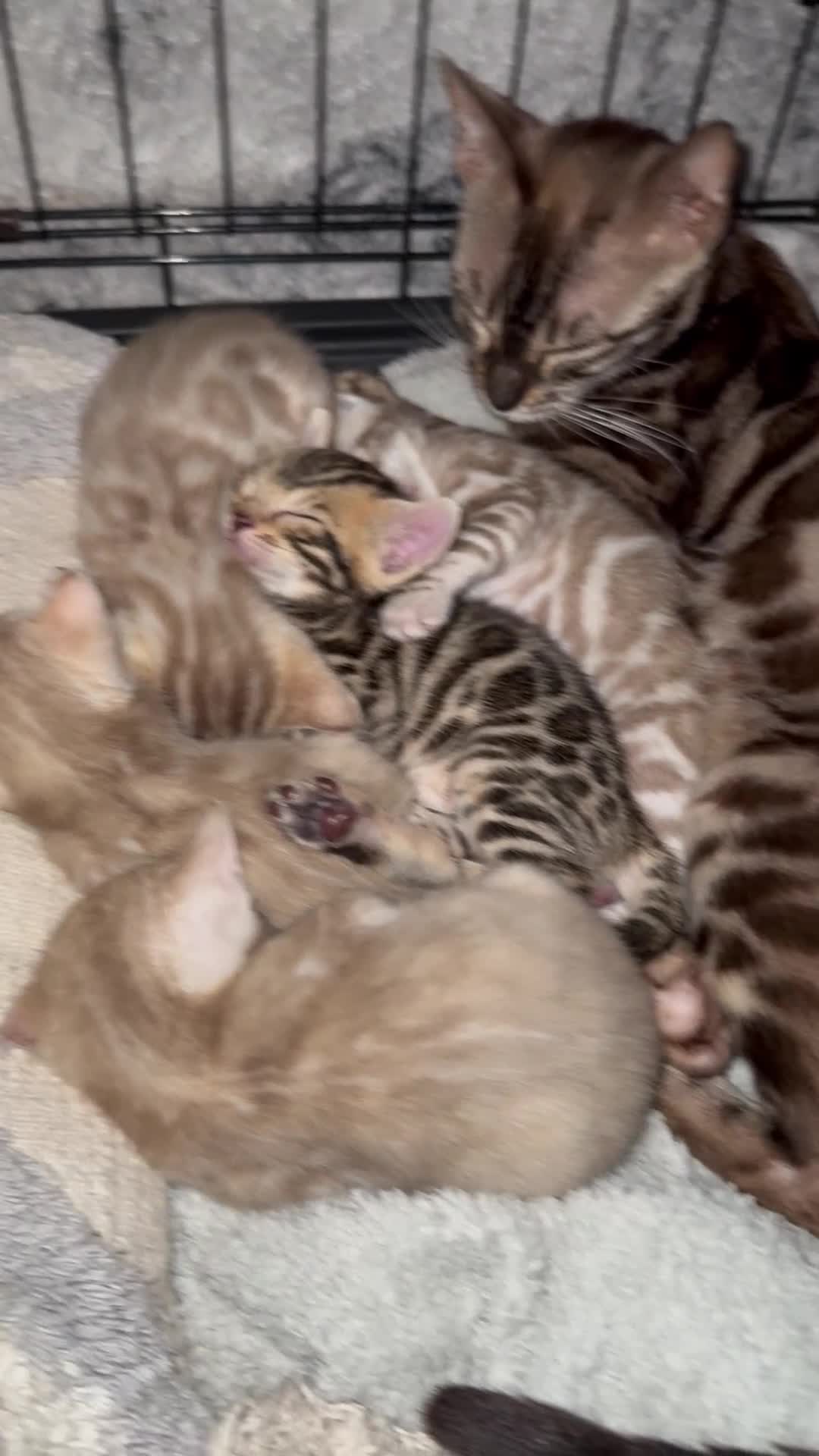Bengal cats for sale: Beautiful bengal kittens  - Video 4