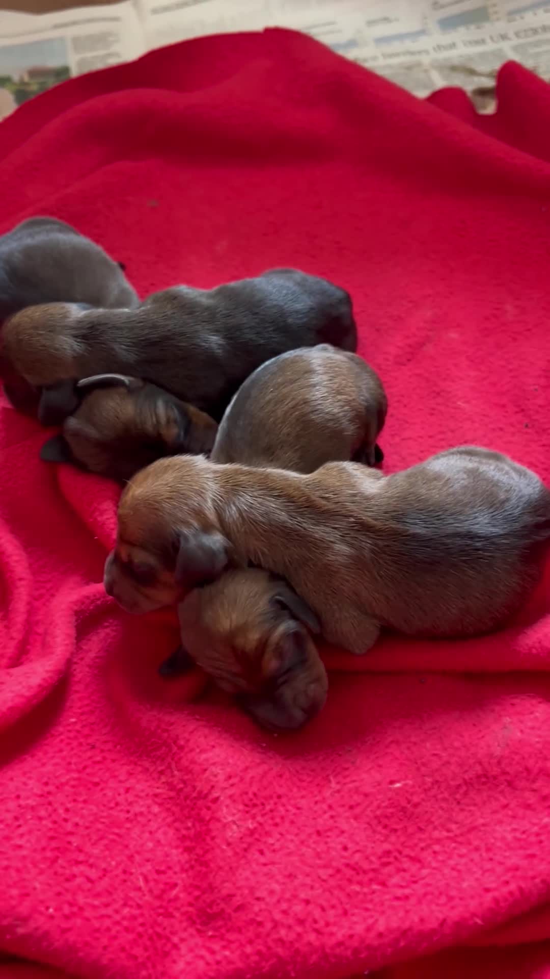 Miniature Dachshund dogs for sale: Beautiful short haired miniature dachshunds in Melton Mowbray - Video 1