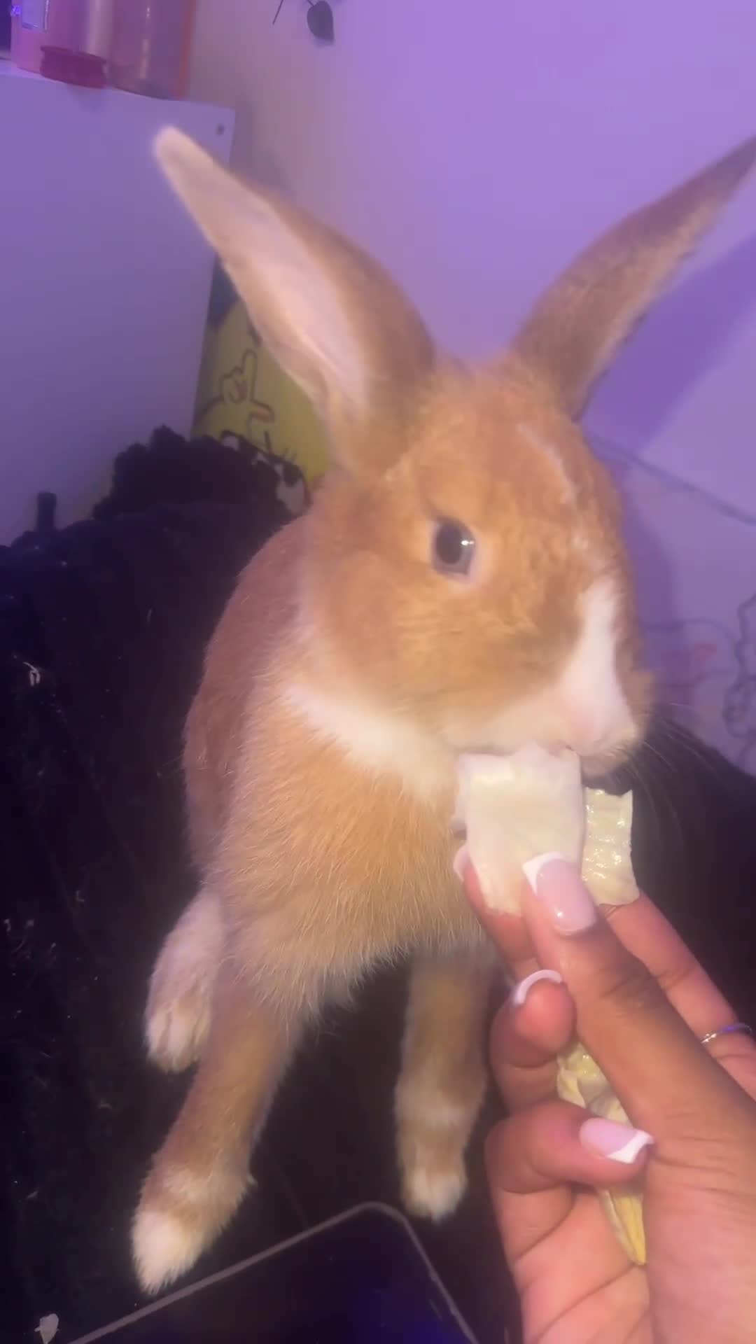 Mini Lop rabbits for sale: Lola .. - Video 1