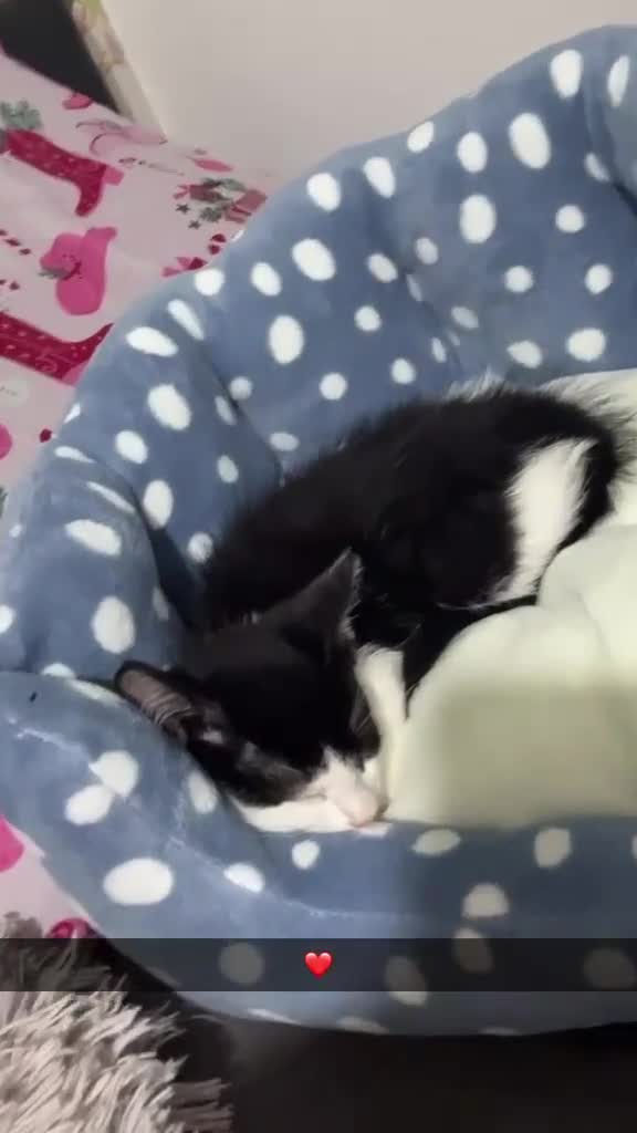 Mixed Breed cats for sale: *17 Week-Old*Male Kitten Looking for a 4Ever Home  - Video 2