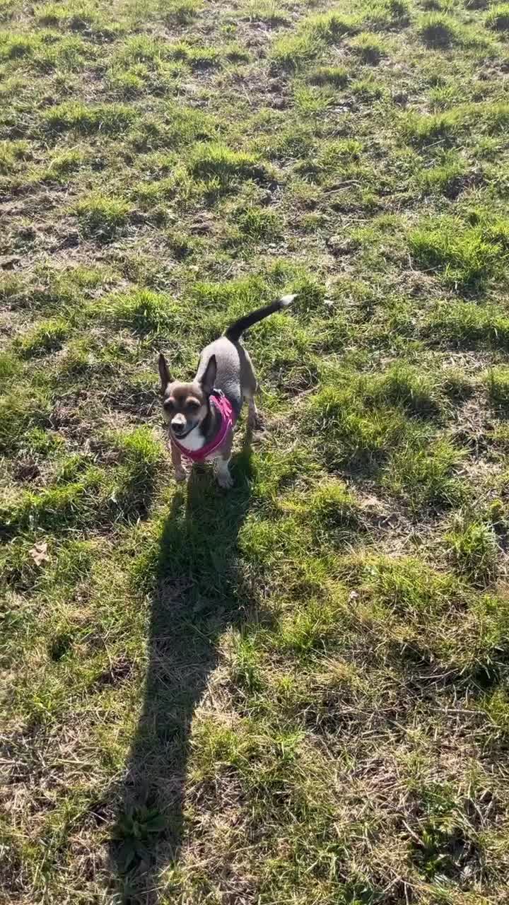 Mixed Breed dogs for sale: Beautiful Girl Bambi - Video 4