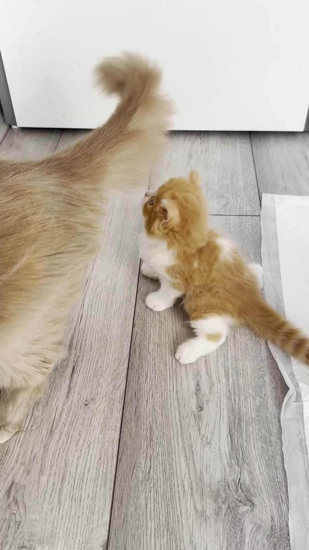 British Longhair cats for sale: Adorable British Longhair kittens - TICA registred - Video 1