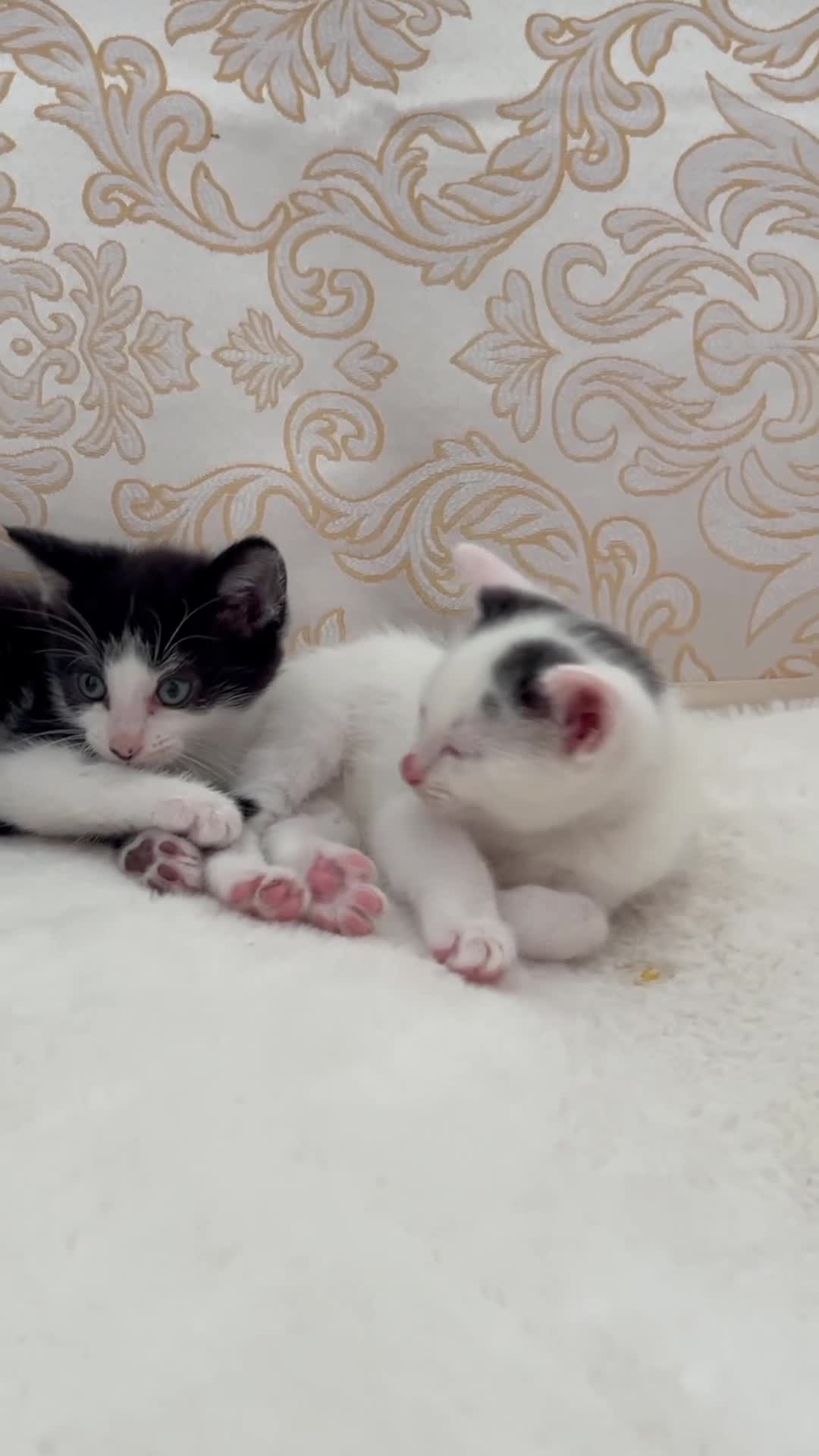 Domestic Shorthair cats for sale: Adorable Tuxedo Kittens Looking For New Homes - Video 1