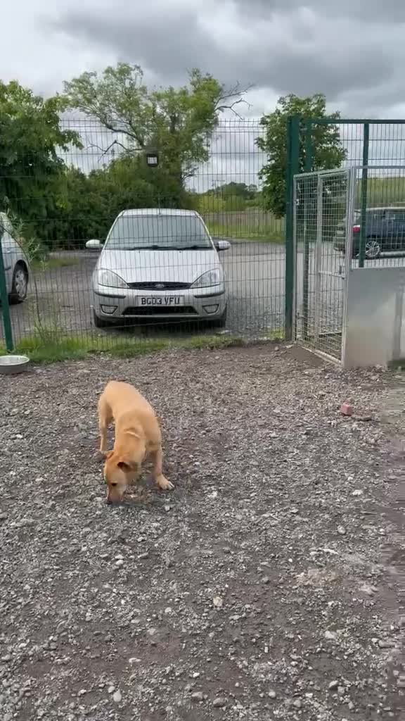 Mixed Breed dogs for adoption: Stevie 💙 - Video 2