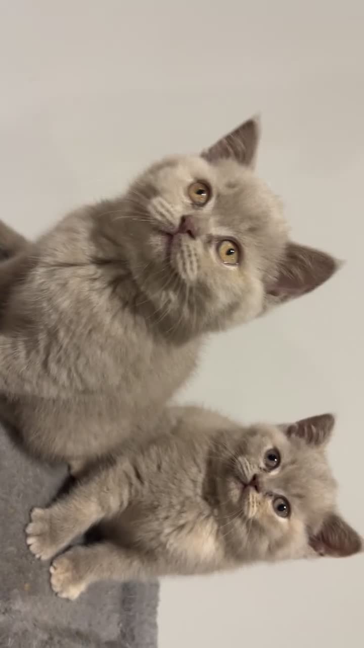 British Shorthair cats for sale: Pedigree British Shorthair Kittens Golden & Lilac - Video 4