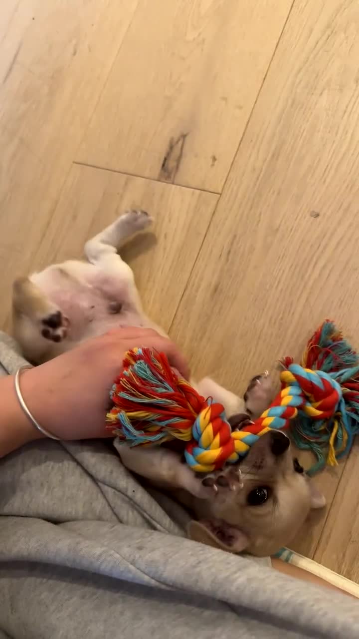 Mixed Breed dogs for sale: Adorable chihuahua cross shih tzu puppy male - Video 1