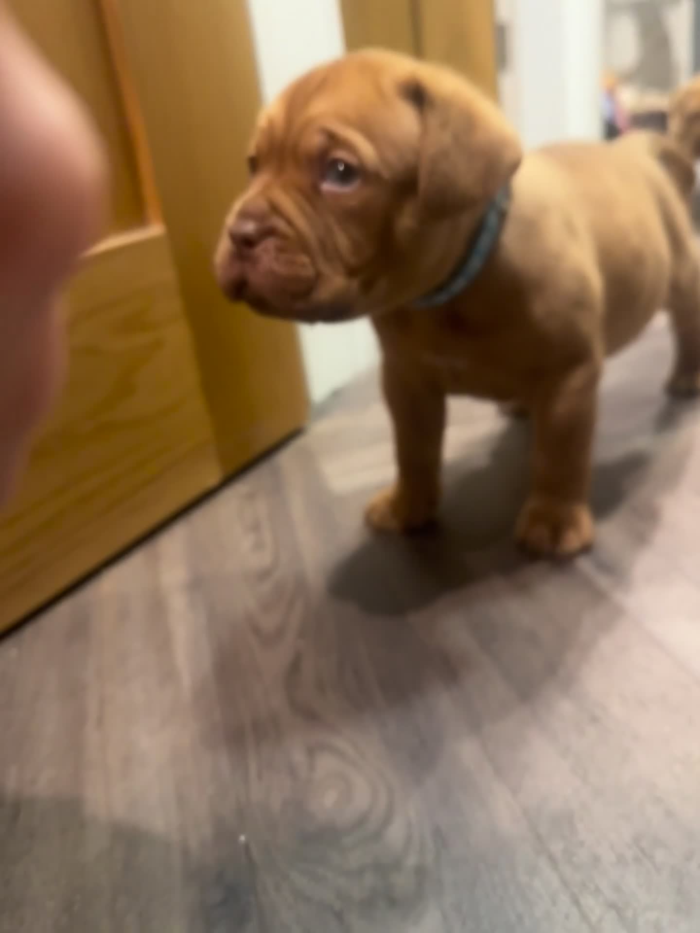 Dogue De Bordeaux dogs for sale: CHAMPION BLOODLINE chunky Dogue de Bordeaux Pup - Video 1