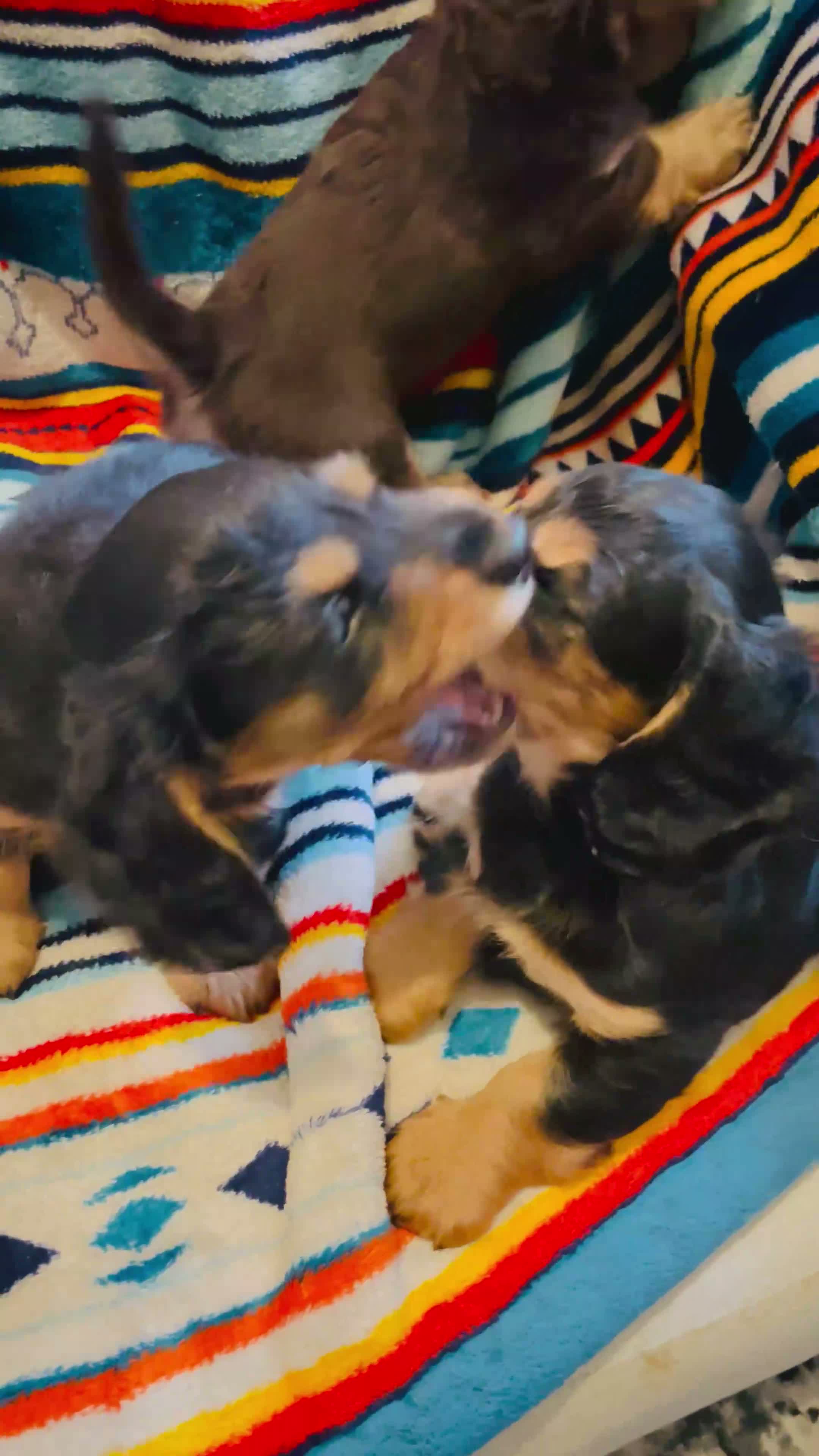 Miniature Dachshund dogs for sale: Black&Tan Puppies Looking for Their Forever Homes! - Video 5