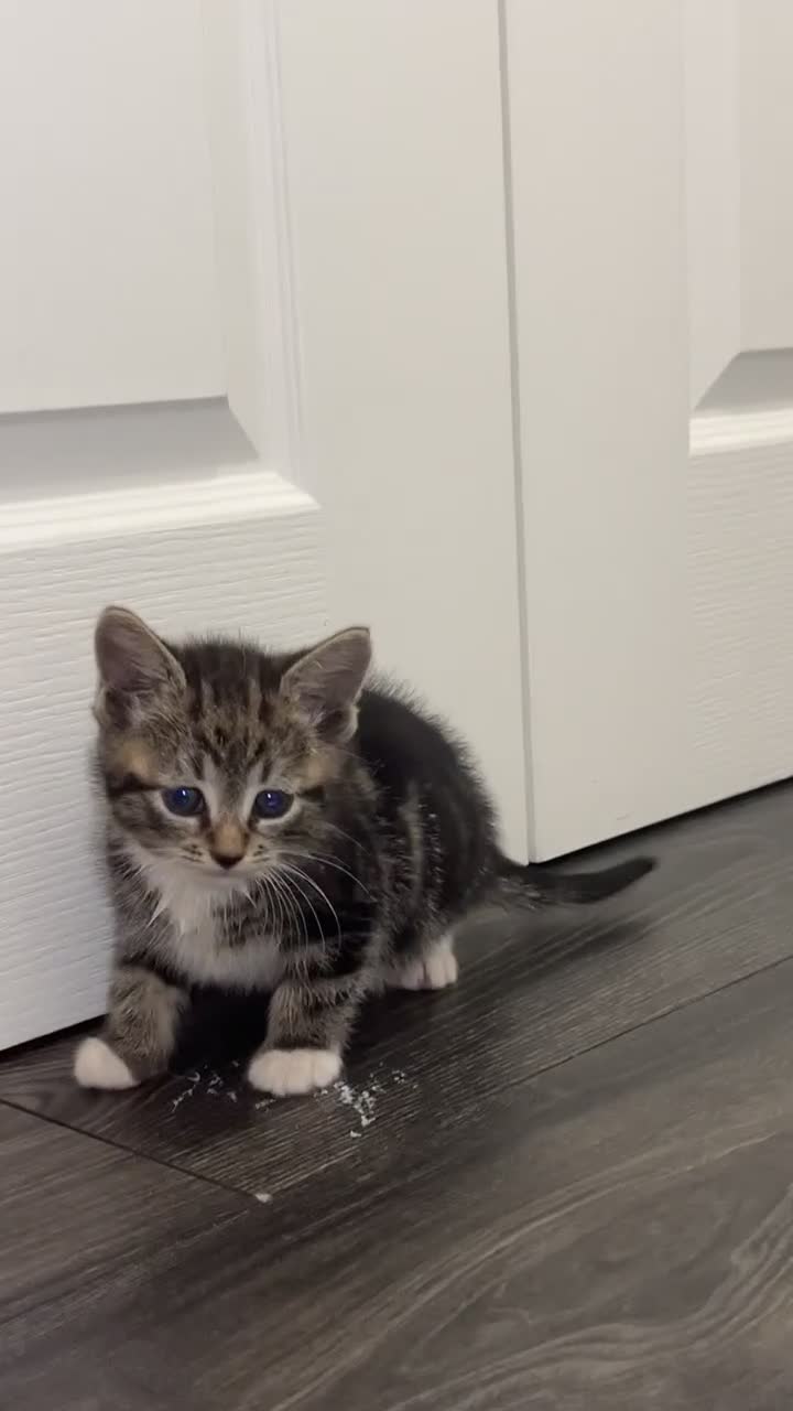 Mixed Breed cats for sale: Beautiful blue eyed boy  - Video 4